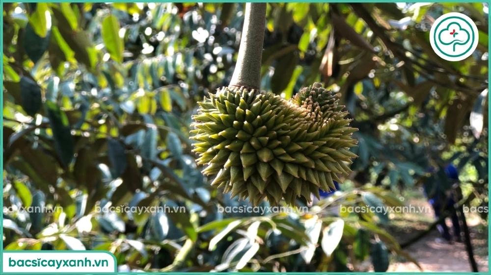 Trái sầu riêng bị méo